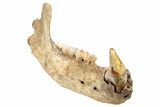 Fossil Cave Bear (Ursus spelaeus) Lower Jaw - Romania #240197-3